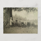 叔父さんBartおよびヒツジ ポストカード (正面)