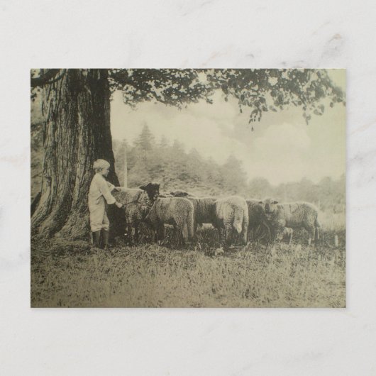 叔父さんBartおよびヒツジ ポストカード (正面)