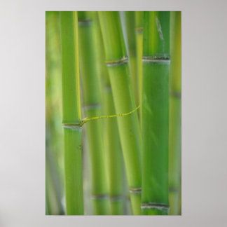 取り出し ポスター