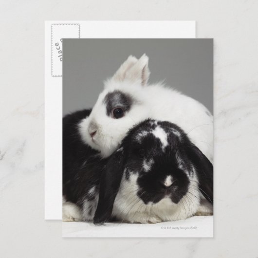 取り除耳付つきに傾く小びと耳付つきのウサギ ポストカード (正面/裏面)