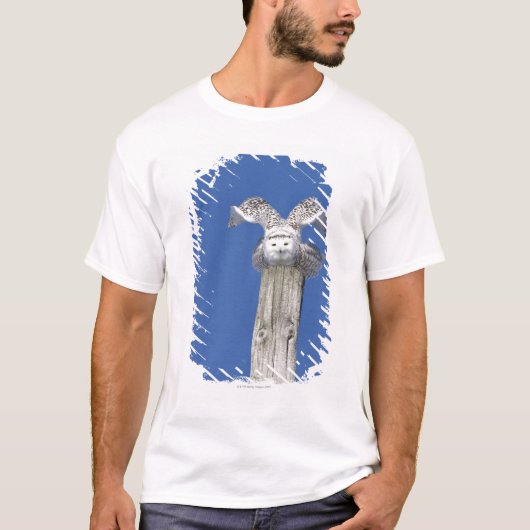 取ることを準備する棒の上のSnowyのフクロウ Tシャツ (正面)