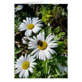 受粉のデイジーの蜂