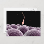 受精の概念像 ポストカード (正面/裏面)