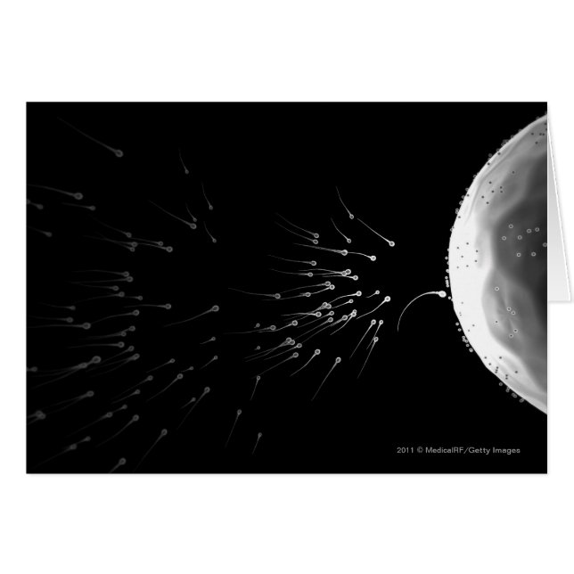 受精の白黒イラストレーション (正面横)