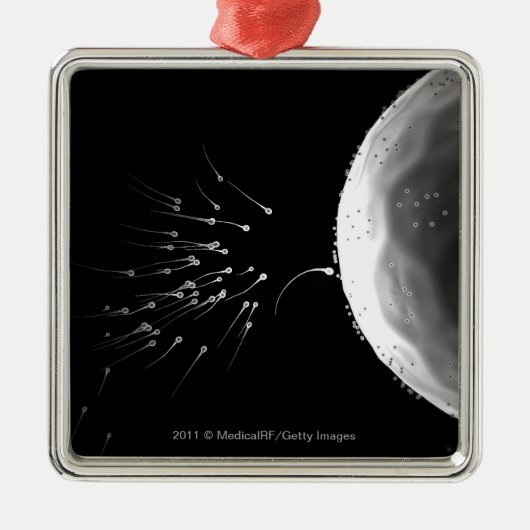 受精の白黒イラストレーション メタルオーナメント (正面)