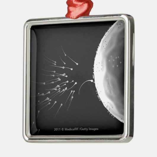 受精の白黒イラストレーション メタルオーナメント (左)