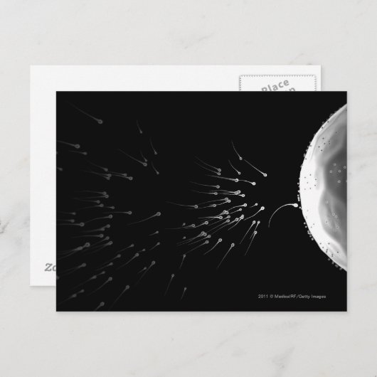 受精の白黒イラスト ポストカード (正面/裏面)