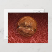 受精卵の発生：24-36時間 ポストカード (正面/裏面)