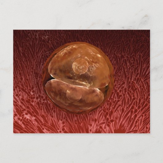 受精卵の発生：24-36時間 ポストカード (正面)