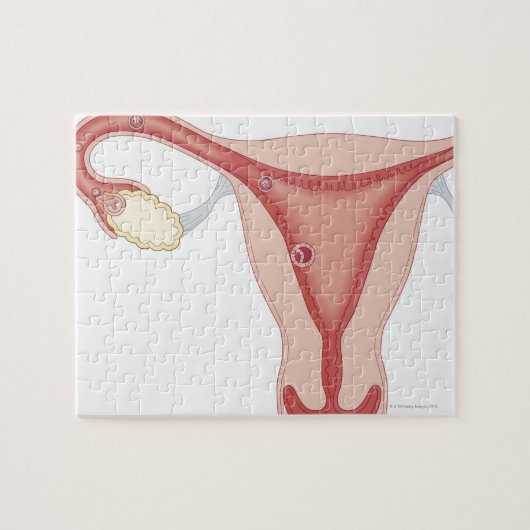 受精卵の胚 ジグソーパズル (横)