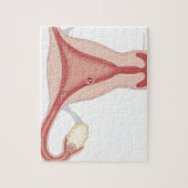 受精卵の胚 ジグソーパズル (縦)