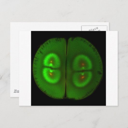 受精卵 ポストカード (正面/裏面)