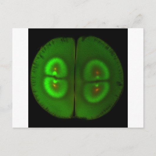 受精卵 ポストカード (正面)