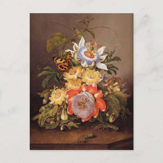 受精花 | Ferdinand Bauer ポストカード (正面)