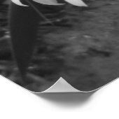 受賞歴 – 白黒デイジーポスター ポスター (角)