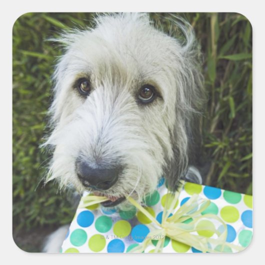 口にギフトを入れた犬 スクエアシール (正面)