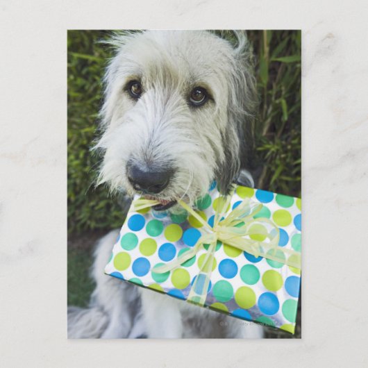 口にギフトを入れた犬 ポストカード (正面)
