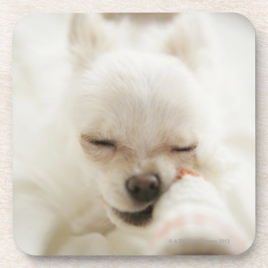 口のおもちゃを握っている犬 コースター (正面)