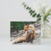 口の広い美しい赤いキツネ ポストカード (スタンド正面)