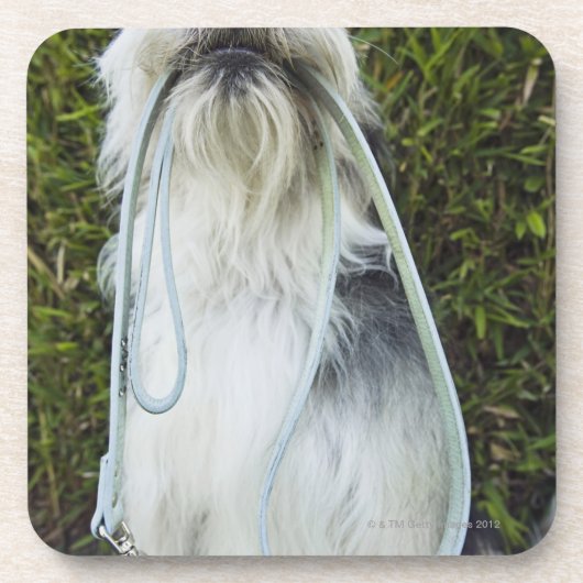 口の鎖を持つ犬 コースター (正面)