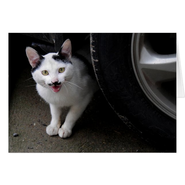 口ひげ付き猫 (正面横)