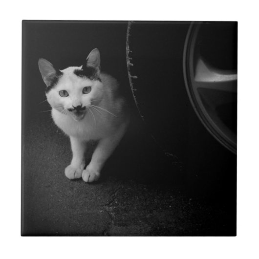 口ひげ付き猫 タイル (正面)