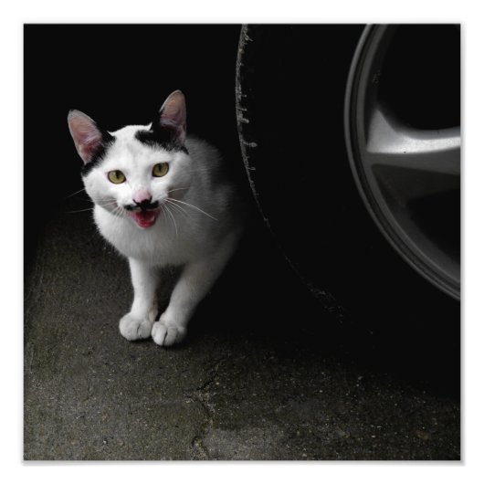口ひげ付き猫 フォトプリント            (正面)