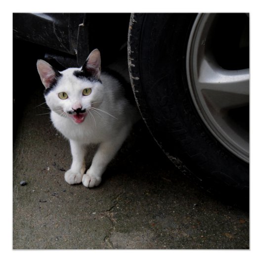 口ひげ付き猫 ポスター (正面)