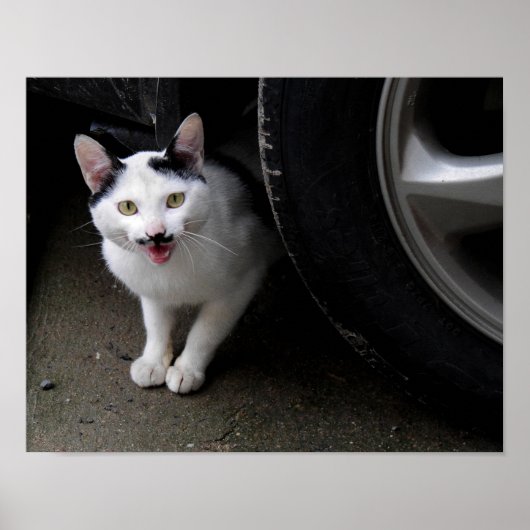 口ひげ付き猫 ポスター (正面)