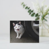 口ひげ付き猫 ポストカード (スタンド正面)