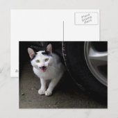 口ひげ付き猫 ポストカード (正面/裏面)