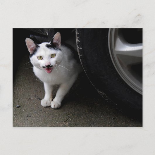 口ひげ付き猫 ポストカード (正面)