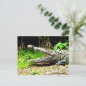 口を開けた巨大なワニ ポストカード (スタンド正面)
