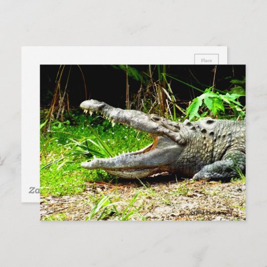 口を開けた巨大なワニ ポストカード (正面/裏面)