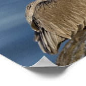 口を開けた茶色のペリカン ポスター (角)