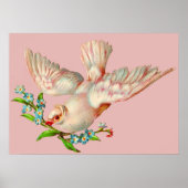 口元に棘のある美しい白い鳩 ポスター (正面)