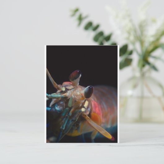 口脚類 ポストカード (スタンド正面)