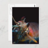 口脚類 ポストカード (正面/裏面)