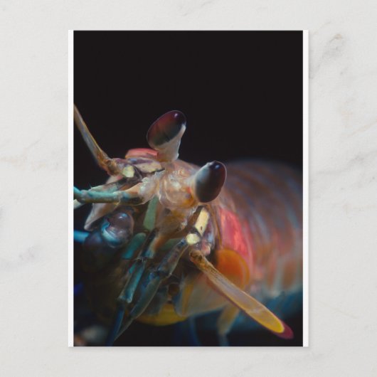 口脚類 ポストカード (正面)