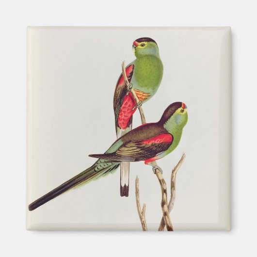 口蓋垂体 マグネット (正面)