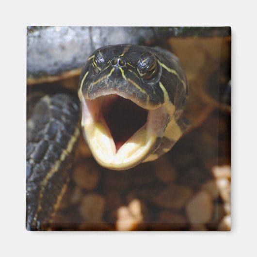 口開き磁石付き亀 マグネット (正面)