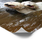 古いイギリスのシープドッグが泳ぎに行く時! ポスター (角)