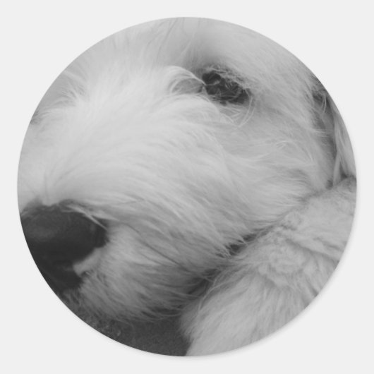 古いイギリスの牧羊犬 ラウンドシール (正面)