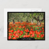 古いオリーブの木の下の赤いケシの花 ポストカード (正面/裏面)