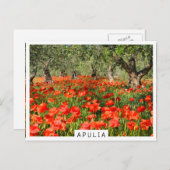 古いオリーブの木の下の赤いケシの花 ポストカード (正面/裏面)