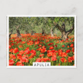 古いオリーブの木の下の赤いケシの花 ポストカード (正面)