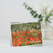 古いオリーブの木の下の赤いケシの花 ポストカード (スタンド正面)