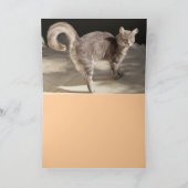 古いカーペットの上のトルコ猫 カード (内部)