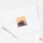 古いカーペットの上のトルコ猫 スクエアシール (封筒)