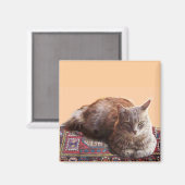 古いカーペットの上のトルコ猫 マグネット (正面/裏面)